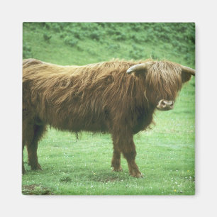 Highland Steer, Mull-eiland, Inner Magneet