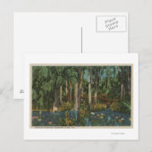 Highlands County, FL - Uitzicht van Highlands Hamm Briefkaart (Voorkant / Achterkant)