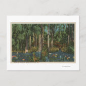 Highlands County, FL - Uitzicht van Highlands Hamm Briefkaart (Voorkant)