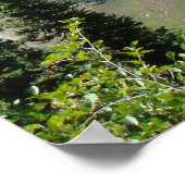 Highline Trail - Glacier National Park Montana Poster (Hoek)