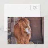 Hilarious Horsey Briefkaart (Voorkant / Achterkant)