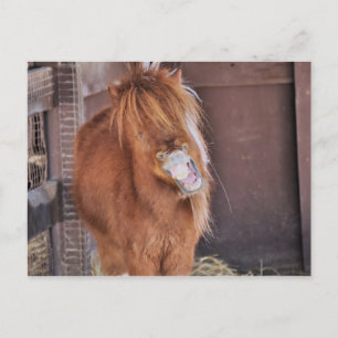 Hilarious Horsey Briefkaart