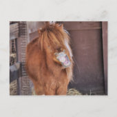 Hilarious Horsey Briefkaart (Voorkant)