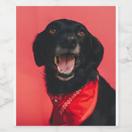 Hilarisch zwart lab op rode achtergrond glimlach wijn etiket (Enkel label)