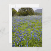 Hill Country, Texas, Bluebonnets and Oak tree Briefkaart (Voorkant / Achterkant)
