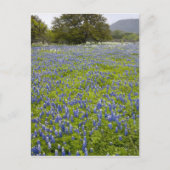 Hill Country, Texas, Bluebonnets and Oak tree Briefkaart (Voorkant)