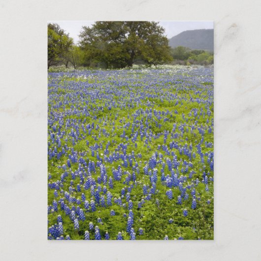 Hill Country, Texas, Bluebonnets and Oak tree Briefkaart (Voorkant)