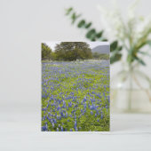 Hill Country, Texas, Bluebonnets and Oak tree Briefkaart (Staand voorkant)