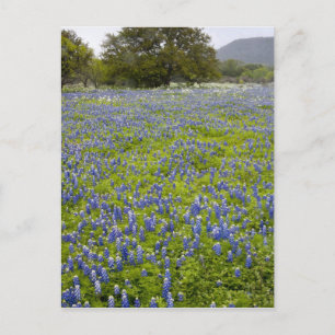 Hill Country, Texas, Bluebonnets and Oak tree Briefkaart