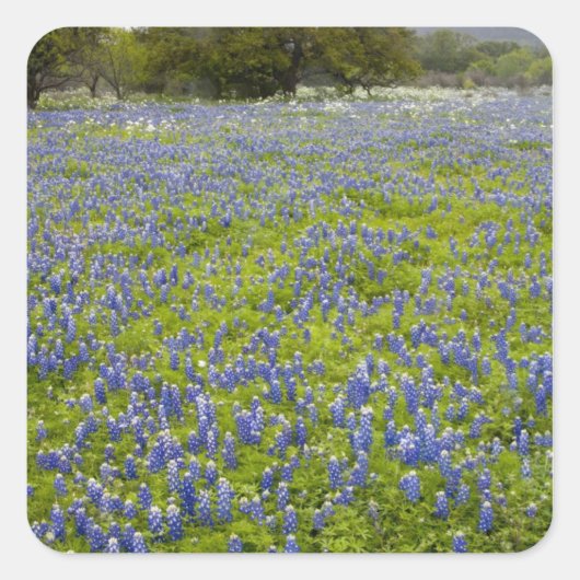 Hill Country, Texas, Bluebonnets and Oak tree Vierkante Sticker (Voorkant)