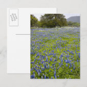 Hill Country, Texas, Bluebonnets en Eik Briefkaart (Voorkant / Achterkant)