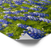 Hill Country, Texas, Bluebonnets en Eik Poster (Hoek)