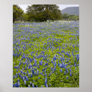 Hill Country, Texas, Bluebonnets en Eik Poster