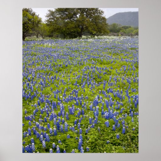 Hill Country, Texas, Bluebonnets en Eik Poster (Voorkant)