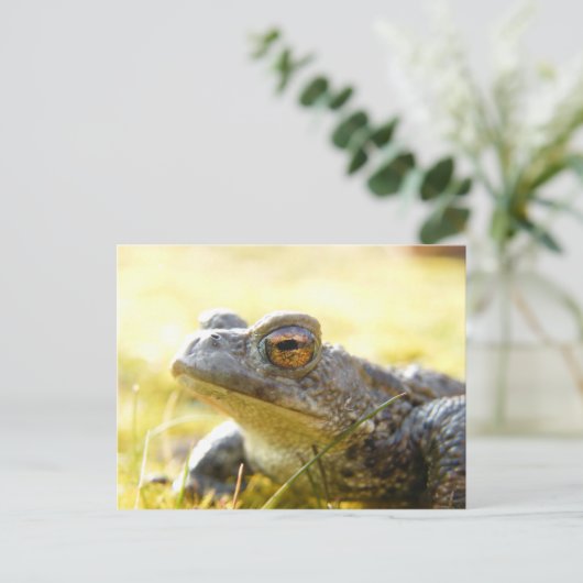 Hill End Toad Briefkaart (Staand voorkant)
