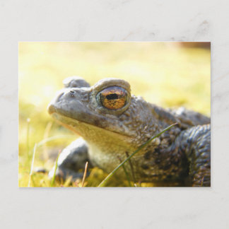 Hill End Toad Briefkaart