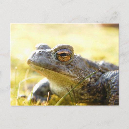 Hill End Toad Briefkaart (Voorkant)