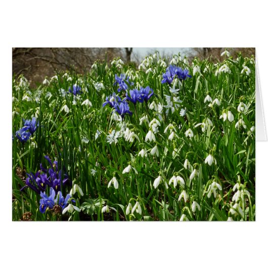 Hillside of Early Spring Flowers Landscape (Voorkant Horizontaal)