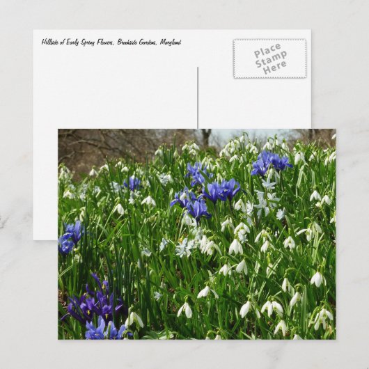 Hillside of Early Spring Flowers Landscape Briefkaart (Voorkant / Achterkant)