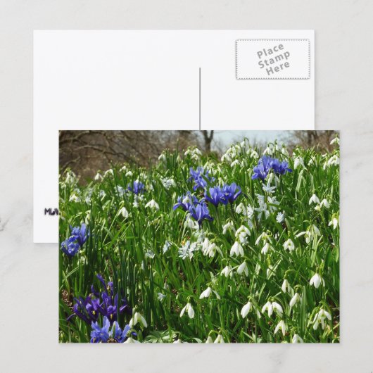 Hillside of Early Spring Flowers Landscape Briefkaart (Voorkant / Achterkant)