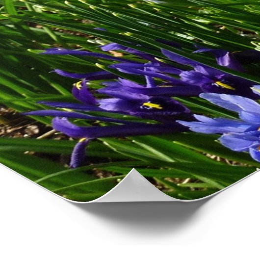 Hillside of Early Spring Flowers Landscape Poster (Hoek)