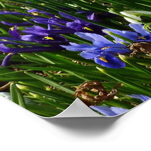 Hillside of Early Spring Flowers Landscape Poster (Hoek)