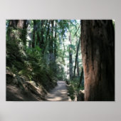 "Hillside Trail", Muir Bossen Poster (Voorkant)