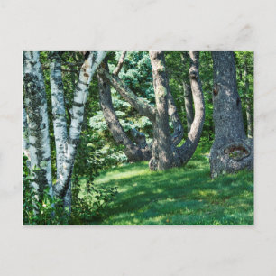 Hillside Trees Briefkaart