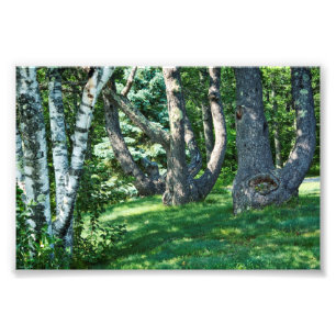 Hillside Trees Foto Afdruk