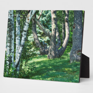 Hillside Trees Fotoplaat