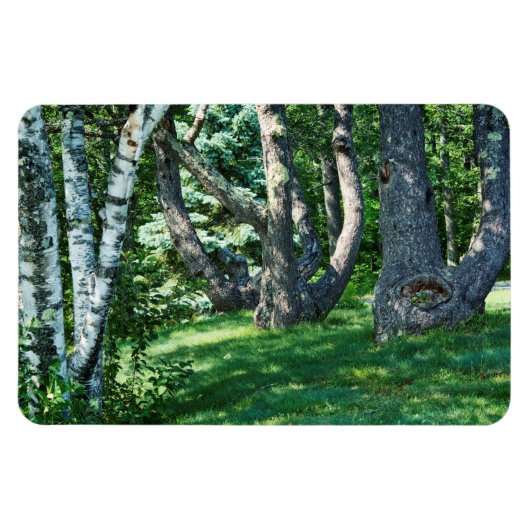 Hillside Trees Magneet (Horizontaal)