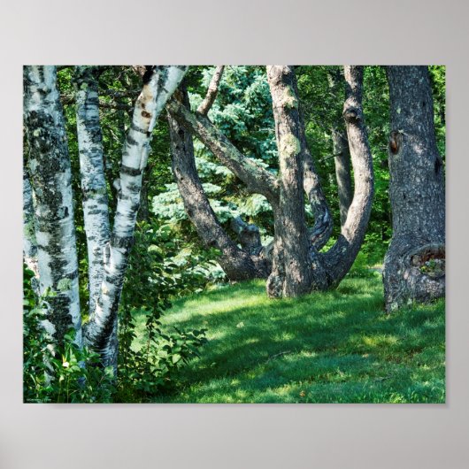 Hillside Trees Poster (Voorkant)