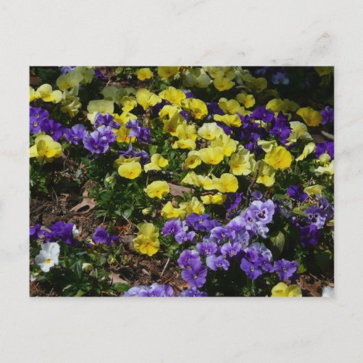 Hillside van Paarse en gele pansies Briefkaart (Voorkant)