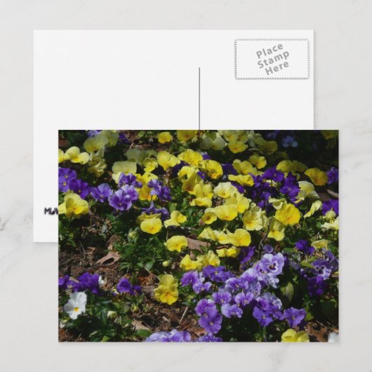 Hillside van Paarse en gele pansies Briefkaart (Voorkant / Achterkant)