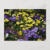Hillside van Paarse en gele pansies Briefkaart (Voorkant)