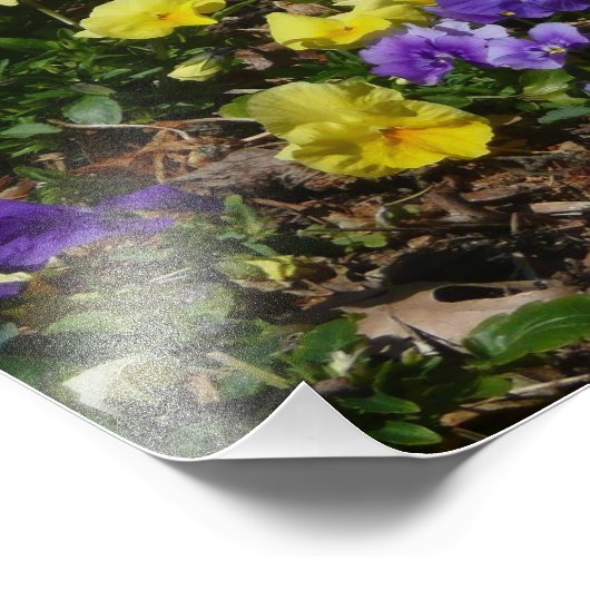 Hillside van Paarse en gele pansies Foto Afdruk (Hoek)