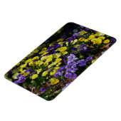 Hillside van Paarse en gele pansies Magneet (Linkerzijde)
