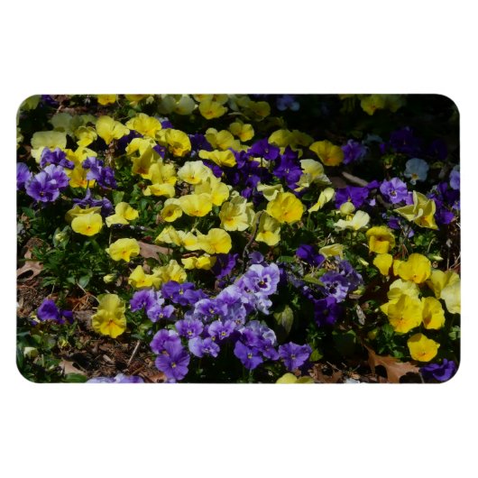 Hillside van Paarse en gele pansies Magneet (Horizontaal)