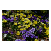 Hillside van Paarse en gele pansies Perfect Poster (Voorkant)