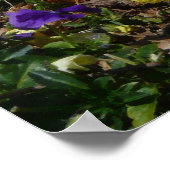 Hillside van Paarse en gele pansies Poster (Hoek)
