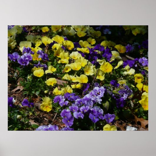 Hillside van Paarse en gele pansies Poster (Voorkant)