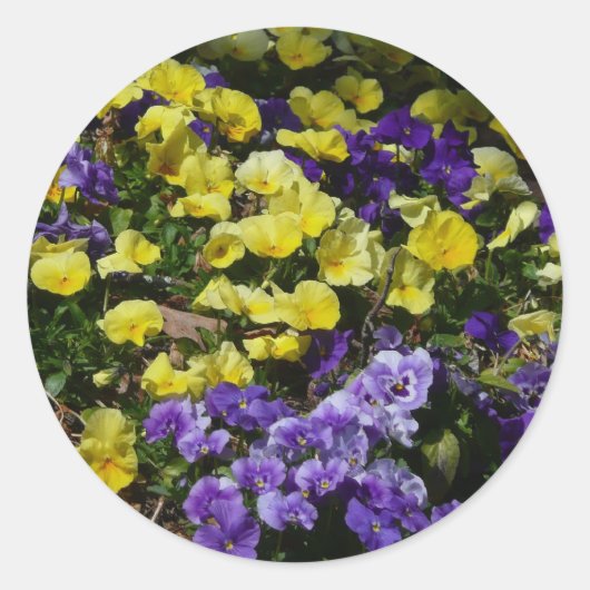 Hillside van Paarse en gele pansies Ronde Sticker (Voorkant)