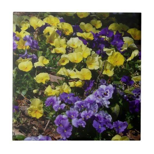 Hillside van Paarse en gele pansies Tegeltje (Voorkant)