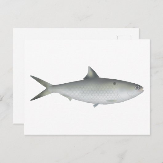 Hilsa Shad Briefkaart (Voorkant / Achterkant)