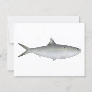 Hilsa Shad Briefkaart