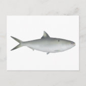 Hilsa Shad Briefkaart (Voorkant)