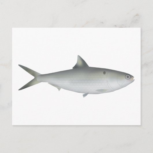 Hilsa Shad Briefkaart (Voorkant)