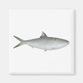 Hilsa Shad Magneet (Voorkant)
