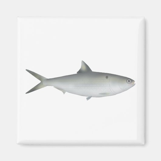 Hilsa Shad Magneet (Voorkant)