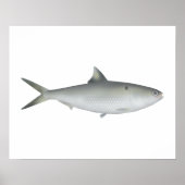 Hilsa Shad Poster (Voorkant)